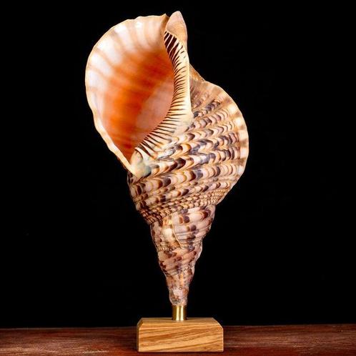 Coquilles Triton montées. Coquillage marin - Charonia, Verzamelen, Dierenverzamelingen