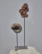 Fossiel fragment - stromatolite and Ammonites - 43 cm