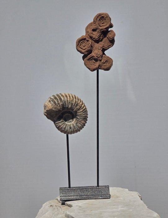 Fossiel fragment - stromatolite and Ammonites - 43 cm, Antiek en Kunst, Curiosa en Brocante