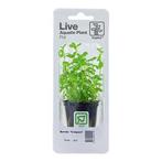 Tropica Bacopa Compact (easy), Verzenden, Nieuw