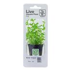 Tropica Bacopa Compact (easy), Nieuw, Verzenden