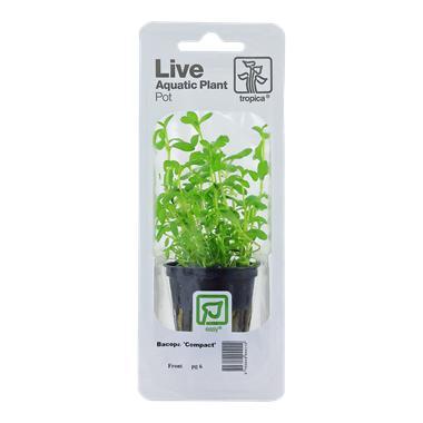 Tropica Bacopa Compact (easy), Dieren en Toebehoren, Vissen | Aquaria en Toebehoren, Nieuw, Verzenden