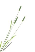 Broche - 18 karaat Geel goud - 0.31ct. tw. Diamant