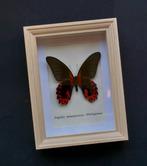Vlinder Taxidermie volledige montage - Papilio rumanzovia -, Verzamelen, Nieuw