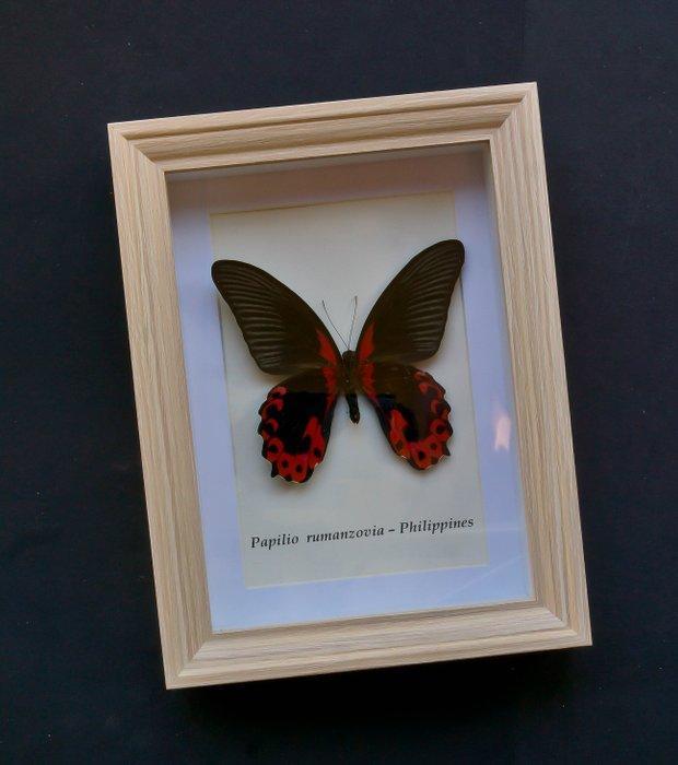 Vlinder Taxidermie volledige montage - Papilio rumanzovia -, Verzamelen, Dierenverzamelingen