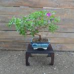 Bougainvillea bonsai (Bougainvillea glabra) - Hoogte (boom):, Antiek en Kunst