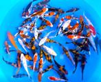 Yagorro 15-19cm (Japanse Koi), Tuin en Terras, Vijvers, Ophalen of Verzenden, Nieuw