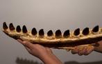 Mosasaurus Kaak - Mandibula Fósil Mosassaurio - 55 cm - 7 cm
