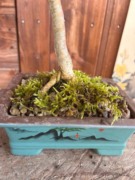 Liguster bonsai (Ligustrum) - Hoogte (boom): 30 cm - Diepte, Antiek en Kunst, Curiosa en Brocante