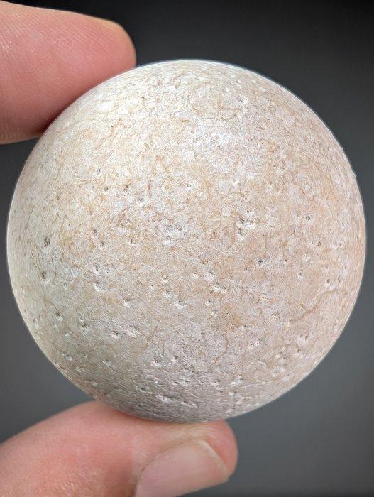 Reuzenschildpad - Gefossiliseerd ei - Aldabrachelys abrupta, Verzamelen, Mineralen en Fossielen