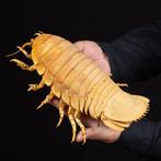 Bathynomus giganteus Support de corps entier pour taxidermie, Nieuw