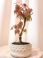 Japanese maple bonsai (Acer palmatum) - Hauteur (arbre) : 20