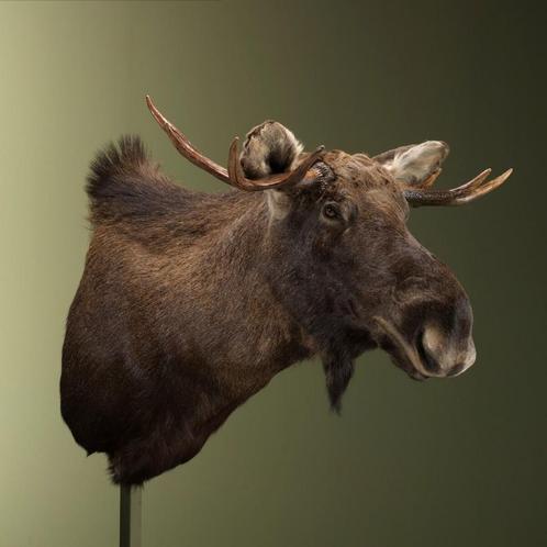 Europese Eland Taxidermie Opgezette Dieren By Max, Verzamelen, Dierenverzamelingen, Opgezet dier, Nieuw, Wild dier, Ophalen of Verzenden