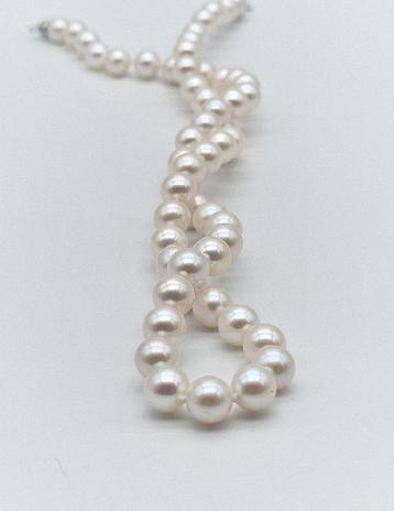 Sans Prix de Réserve - Collier - 18 carats Or blanc Perle - beschikbaar voor biedingen