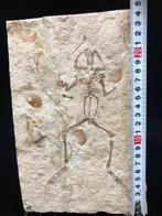 Fossiele matrix - Genibatrachus baoshanensis - 24 cm - 15 cm