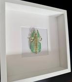 Phasme Taxidermie volledige montage - Phyllium Bioculatum -, Verzamelen, Nieuw