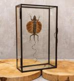 Draakje Taxidermie volledige montage - Red lizard - 20 cm -