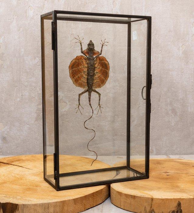 Draakje Taxidermie volledige montage - Red lizard - 20 cm -, Antiek en Kunst, Curiosa en Brocante