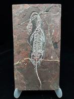 Matrice de plaque fossilisée - Keichousaurus sp. - 24 cm -