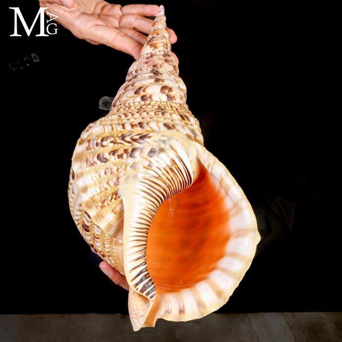 Charonia Tritonis – Grote Triton uit Madagaskar - Giant, Collections, Collections Animaux