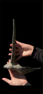 Spectaculair botcollier - Fossiel skelet - Ankylosauro