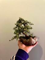 Bonsai-Coprosma - Hoogte (boom): 18 cm - Diepte (boom): 18, Antiek en Kunst