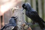 kauw Taxidermie volledige montage - Corvus modenula - 45 cm, Verzamelen, Nieuw