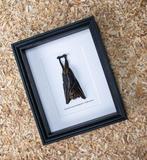 Vleermuis Taxidermie volledige montage - Cynopterus, Verzamelen, Nieuw