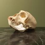 Huzaaraap Schedel Taxidermie Opgezette Dieren By Max, Ophalen of Verzenden, Nieuw, Wild dier, Opgezet dier