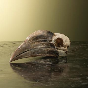 Neushoornvogel Schedel Taxidermie Opgezette Dieren By Max, Ophalen of Verzenden, Opgezet dier