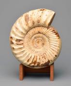 Ammoniet - Gefossiliseerd dier - Kranaosphinctes sp. - 26.5, Verzamelen, Mineralen en Fossielen