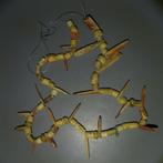 Costa Rica Spondylus Ketting. 800-1500 na Christus. 30 cm