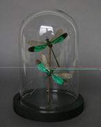 Libel Taxidermie volledige montage - Neurobasis sinensis -, Antiek en Kunst