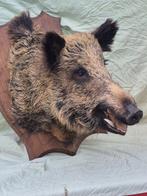 Sanglier Attila Support mural pour taxidermie - Sus scrofa -, Verzamelen, Dierenverzamelingen, Nieuw