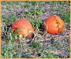 Atlantic Giant Orange Strain reuzepompoen basiseenheid, Hobby en Vrije tijd, Knutselen, Nieuw