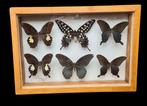 World Butterfly Collection - new ex BERGER  collection, Collections