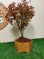 Japanese maple bonsai (Acer palmatum) - Hoogte (boom): 47 cm