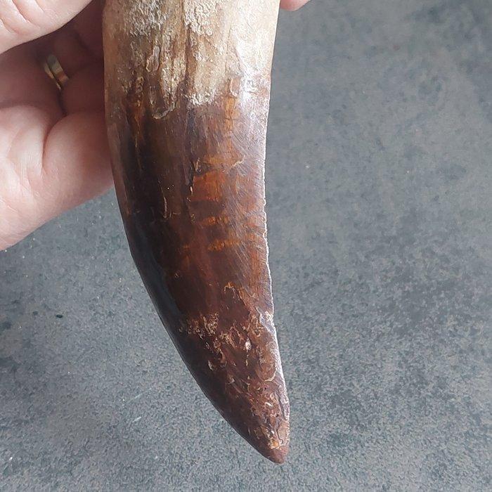 Dinosaurus - Fossiele tand - Gigantischer, Verzamelen, Mineralen en Fossielen