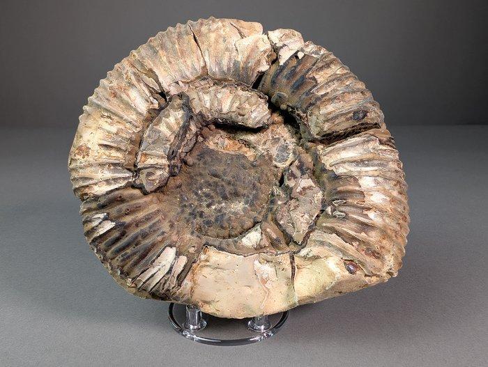 Ammoniet - Gefossiliseerde schelp - Perisphinctes sp. - 17.5, Verzamelen, Mineralen en Fossielen