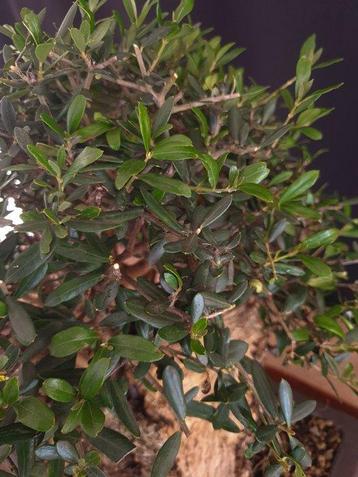 Olive Bonsai - Hauteur (arbre) : 35 cm - Profondeur (arbre)