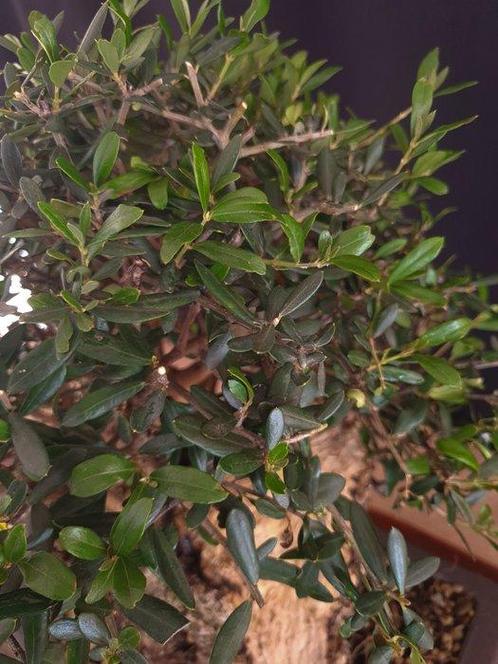 Olive Bonsai - Hauteur (arbre) : 35 cm - Profondeur (arbre), Antiek en Kunst, Curiosa en Brocante