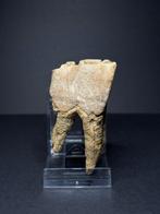 Wolharige neushoorn - Fossiele kies - Coelodonta