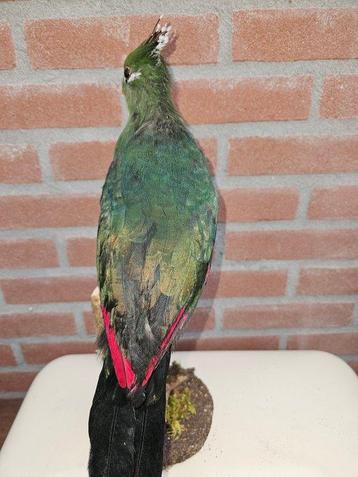 Livingstone toéré Support de corps entier pour taxidermie -