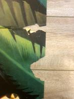 Jean Mascii - Le jaguar seigneur de LAmazone - Walt Disney