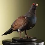 Auerhoen M Taxidermie Opgezette Dieren By Max, Verzamelen, Ophalen of Verzenden, Nieuw, Vogel, Opgezet dier