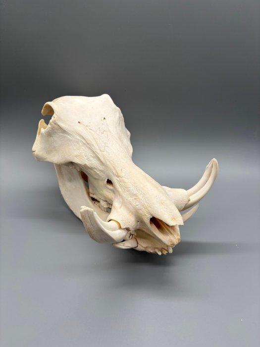 Wrattenzwijn Schedel van een zoogdier - Phacochoerus, Verzamelen, Dierenverzamelingen