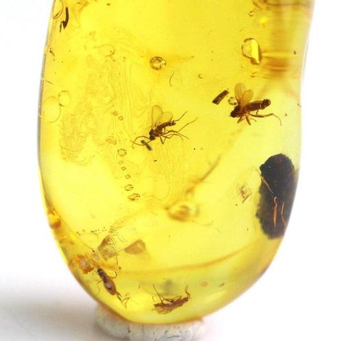 Authentieke Baltische barnsteen met fossiele insecten VEELE, Verzamelen, Dierenverzamelingen