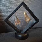 Mosasaurus - Fossiele tand - Unieke mosasaurus tanden van