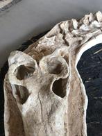 Fossiel skelet - Dyrosauridae maghribensis - 134 cm - 22 cm