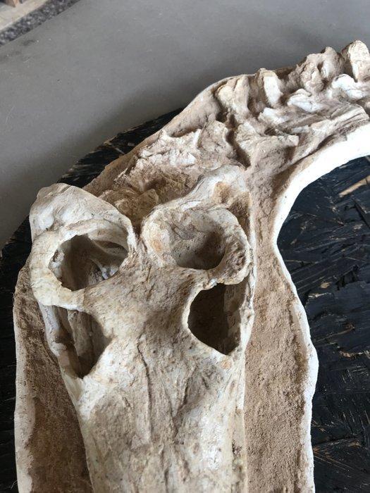 Fossiel skelet - Dyrosauridae maghribensis - 134 cm - 22 cm, Collections, Minéraux & Fossiles